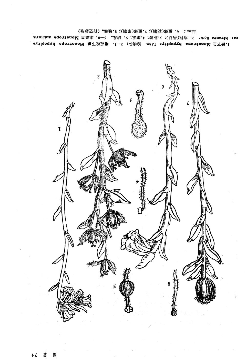 是鹿蹄草科植物水晶兰属多年生草本植物,不分枝,高10-30厘米,全株无