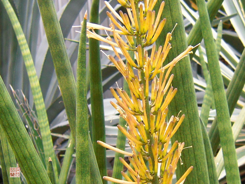 柱叶虎尾兰 (植物)