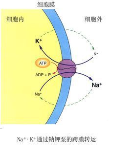 鈉鉀atp酶分子生物學