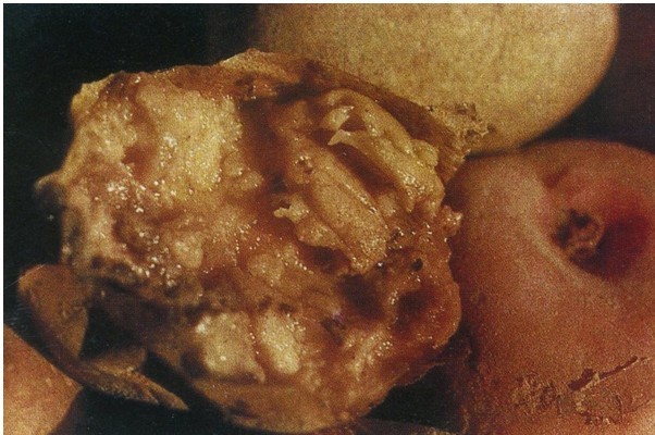 马铃薯软腐病(其他生物相关)