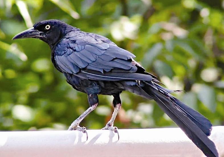 新喀鸦(动物)新喀鸦(学名:corvus moneduloides)是鸦科,鸦属的一种,体