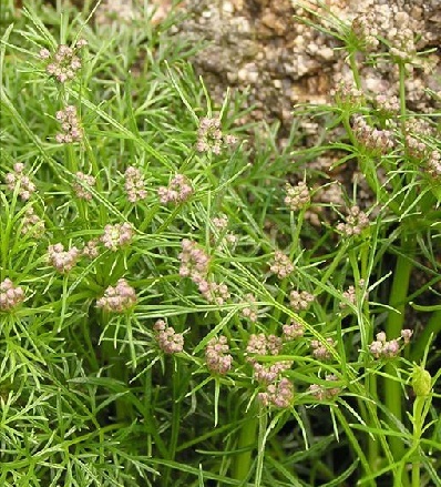 山茴芹(植物)山茴芹,来源于伞形科植物山茴香的根(藏医用全草或种子).