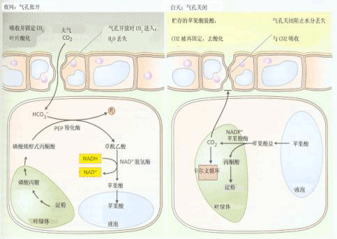 C4途径示意图图片