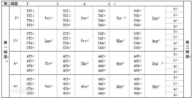 终止密码子 (遗传学)