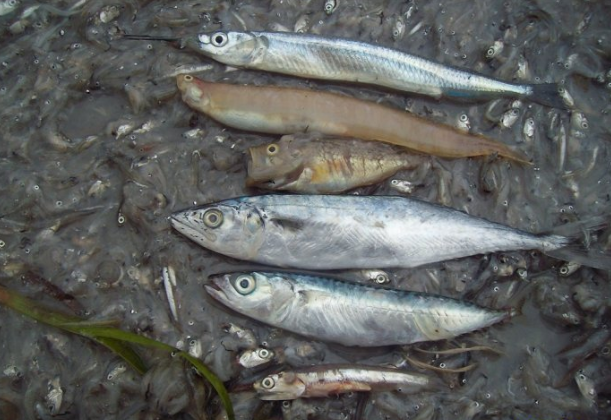 日本鳀鱼(动物)