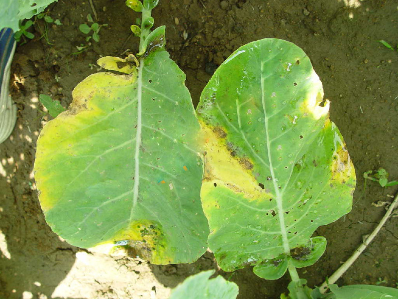 青花菜黑腐病 (病毒)