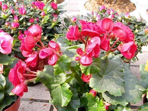 相思草 (其他生物相关)