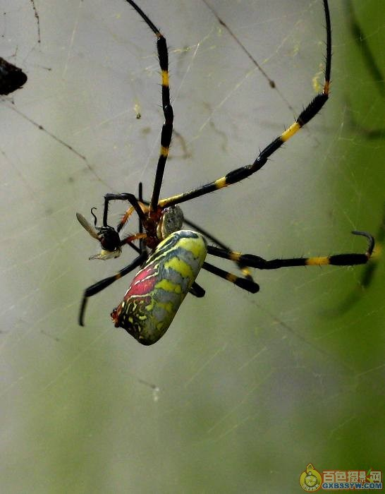 美蜘蛛(动物)