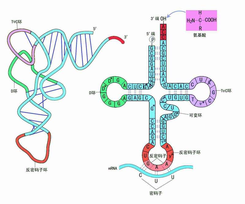 的信使rna分子(由dna通过转录而生成)中碱基的排列顺序(核苷酸序列