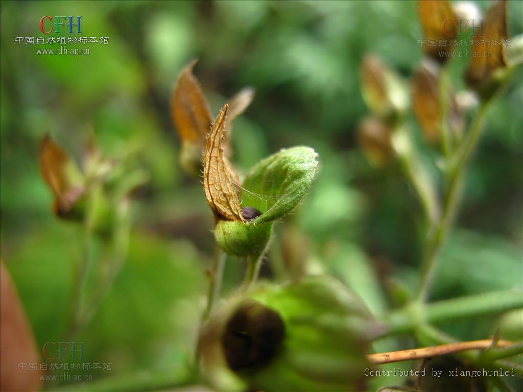 腺毛莸(植物)腺毛莸(学名:caryopteris siccanea)
