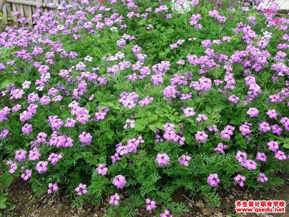 赛亚麻(植物)_技点百科_技点网(植物)