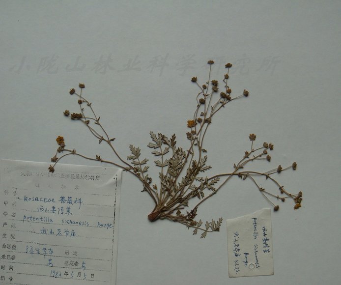 细裂委陵菜(植物)