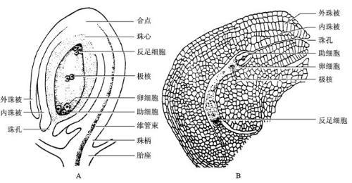 植物胚的结构示意图图片