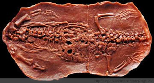 壳椎类其他生物相关