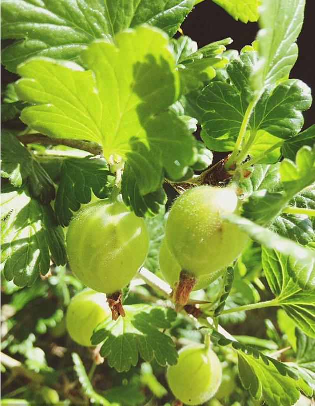 ribesuva-crispa)又称醋栗,北方俗称灯笼果,是茶藨子科醋栗属草本植物