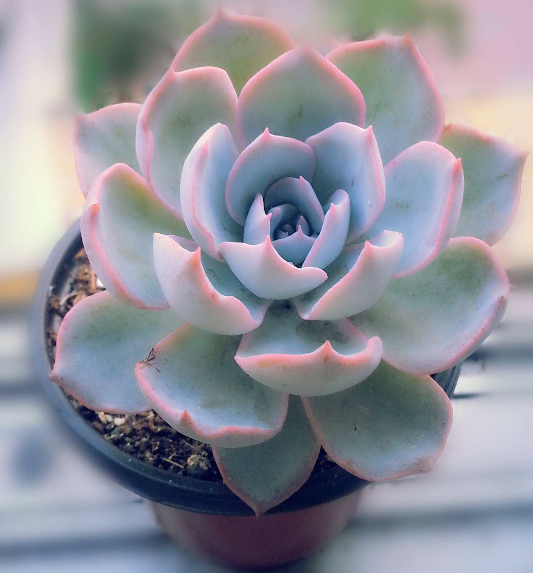蓝石莲(植物)蓝石莲(学名:echeveria peacockii sp)