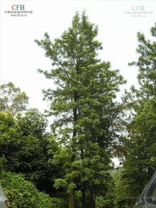 銀樺樹(植物)