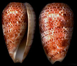 红嘴红枣芋螺(动物)