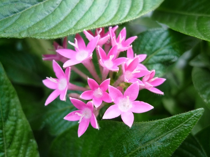 小丁香 (植物)