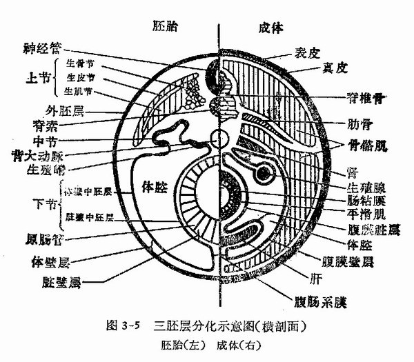 胚层 (科学名词)