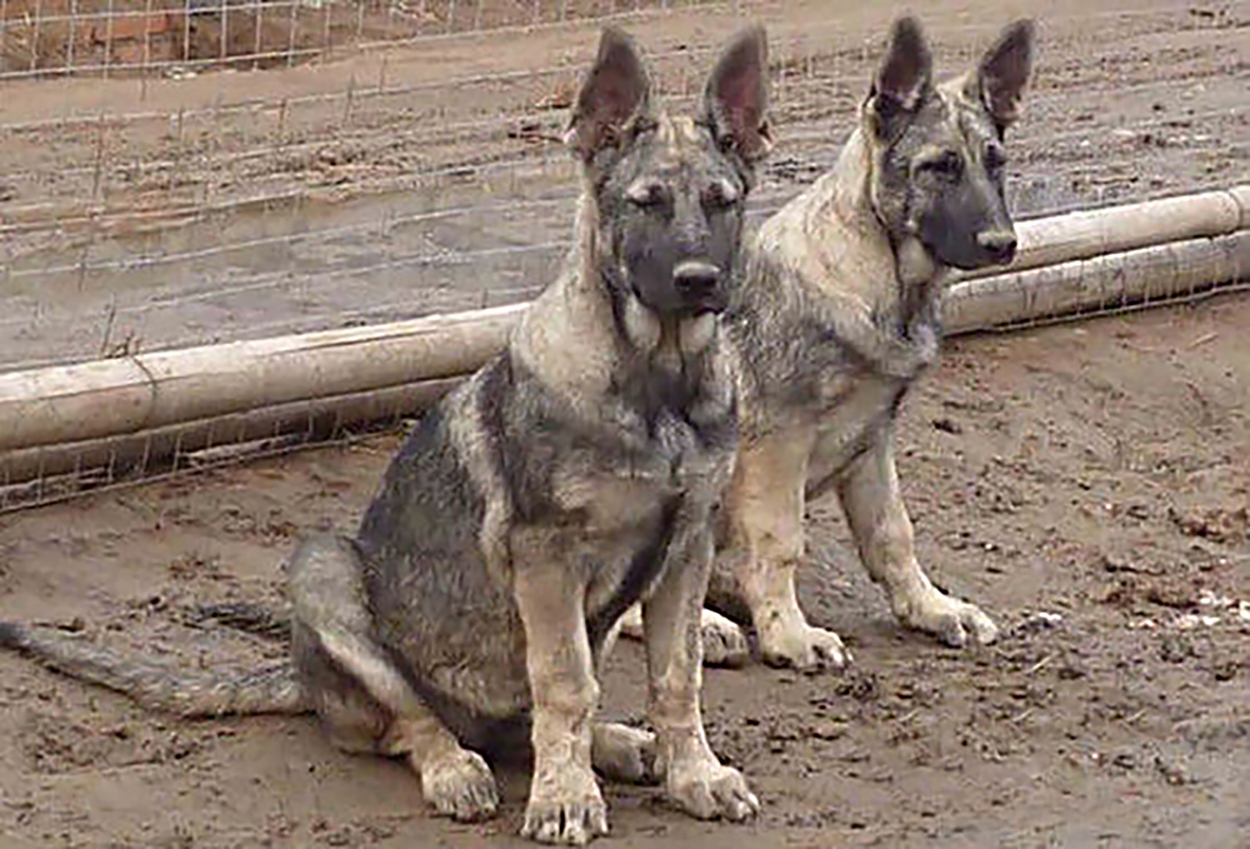 高加索猎狼犬(动物)