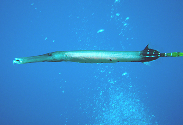 管口鱼(其他生物相关)_技点百科