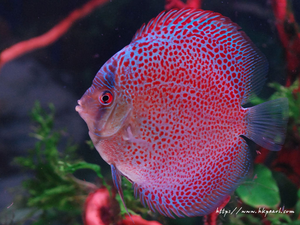 蓝钻神仙鱼动物