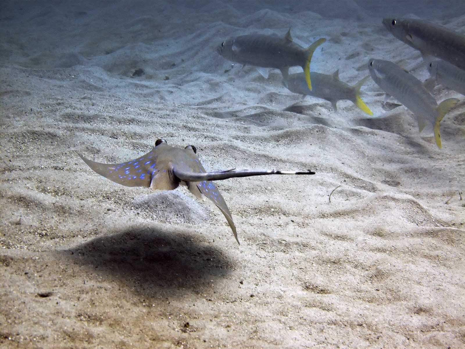 鳐(动物)_技点百科