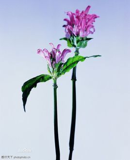 花柄(植物)