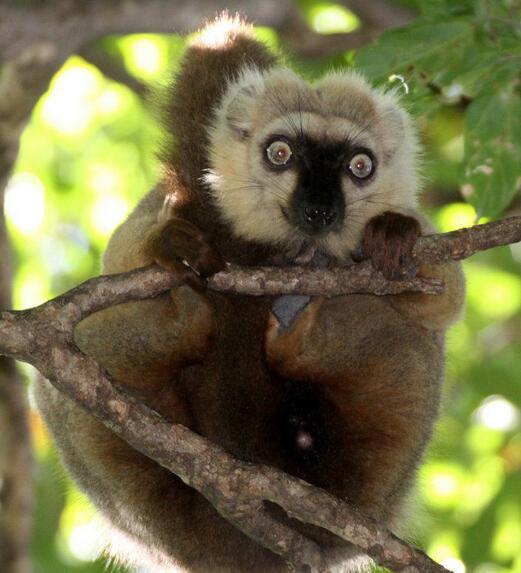 桑氏美狐猴(动物)