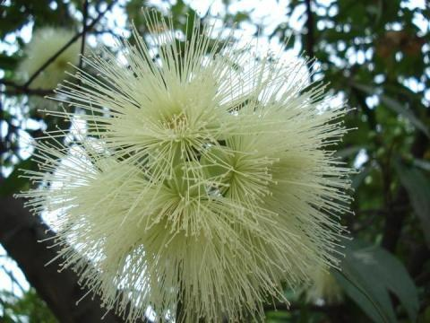 菩提树花(中医学与中药学)