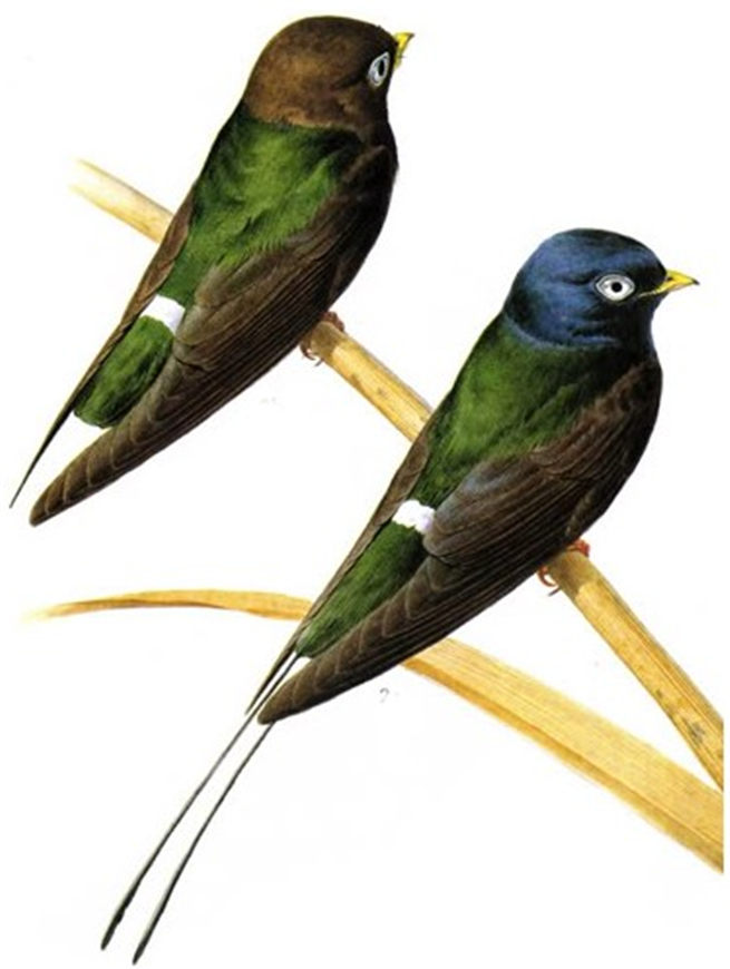 白眼河燕(动物)