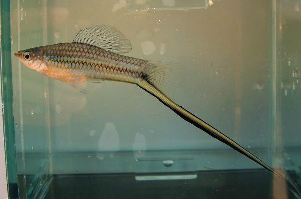 蒙氏剑尾鱼 (动物)