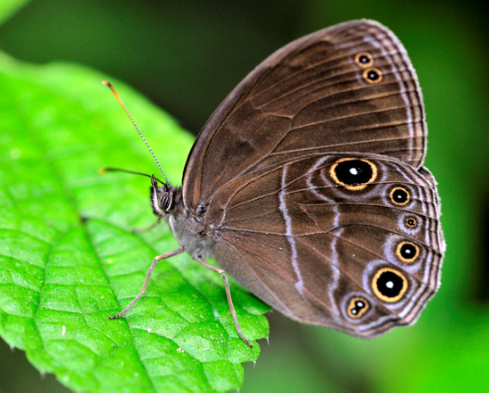 圆翅黛眼蝶(其他生物相关)