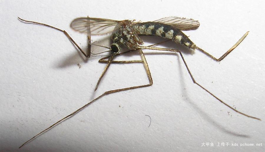 毒蚊子和普通蚊子图片