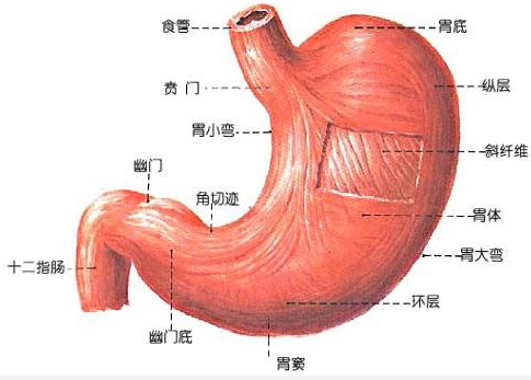 浅表性胃窦炎