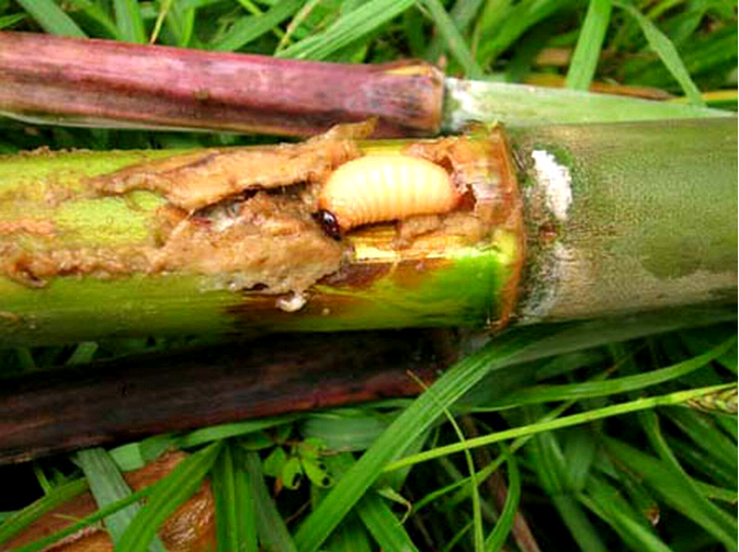 竹笋万纹象(动物)昆虫名,为鞘翅目,象虫科.