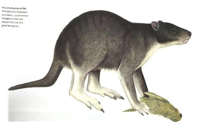 强齿袋鼠 (其他生物相关)