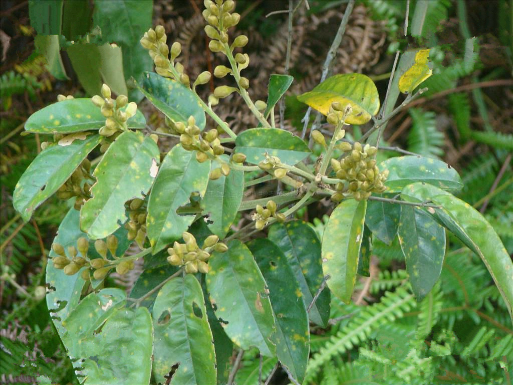 花榈木 (植物)