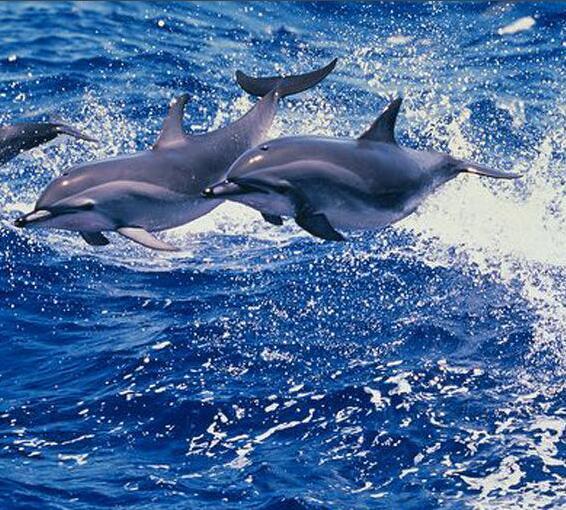 短吻飞旋原海豚(动物)