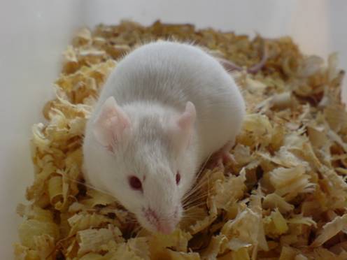 银白高山鼠 (动物)