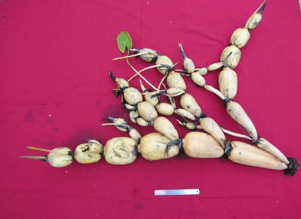 鄂莲四号 (植物)