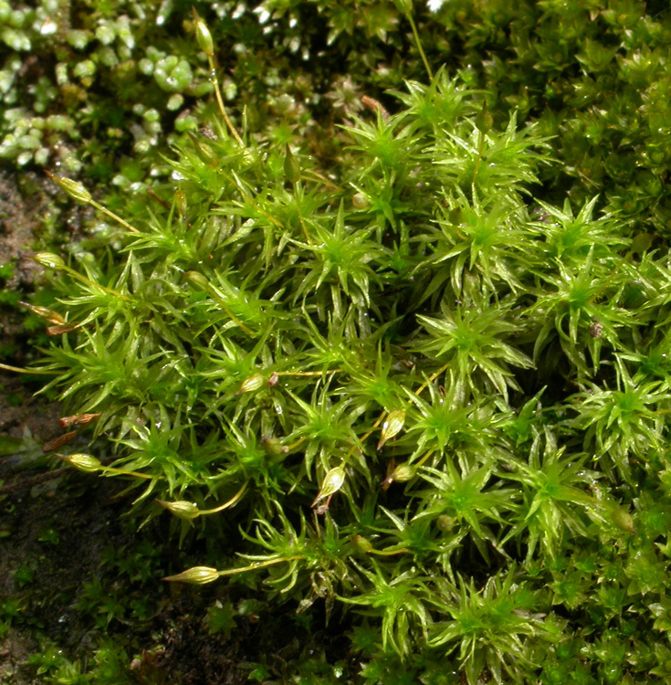 缩叶藓属 (植物)