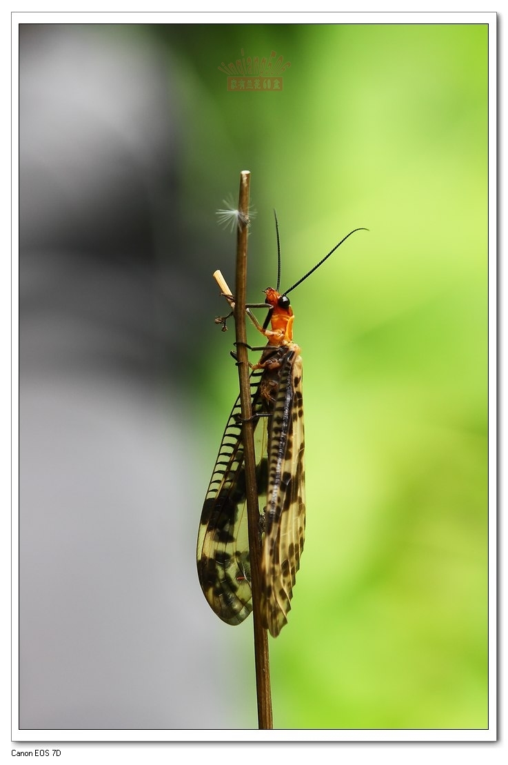 大草蛉(其他生物相关)_技点百科_技点网(其他生物相关)