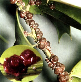 柑橘红蜡蚧(其他生物相关)