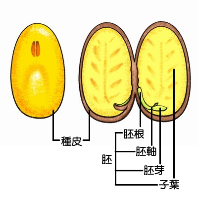 植物种子胚乳图片