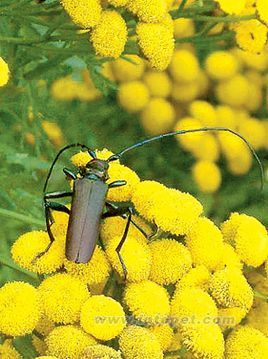 小灰長角天牛其他生物相關