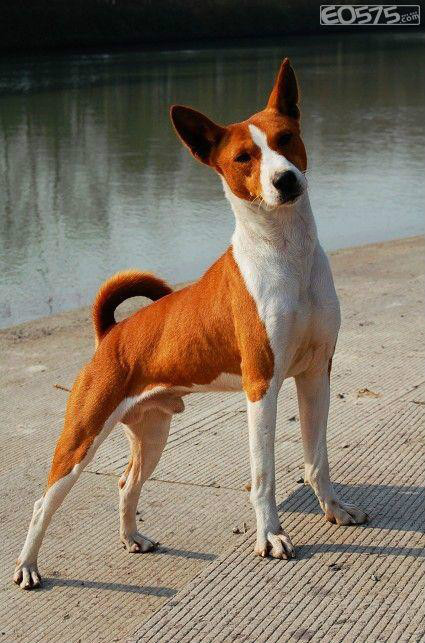 巴仙吉犬源于非洲则为小型的短毛猎犬.