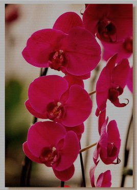 红色蝴蝶兰的花语图片