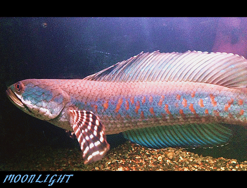 幻彩红宝石雷龙鱼(动物)这两种新的蛇头鱼,颜色特别